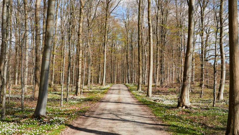 Løverodde og Stenderupskov i Naturpark Lillebælt